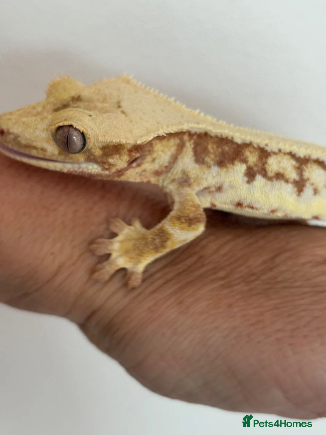 Gecko reptiles for sale: Lily white male crested gecko - Advert 6