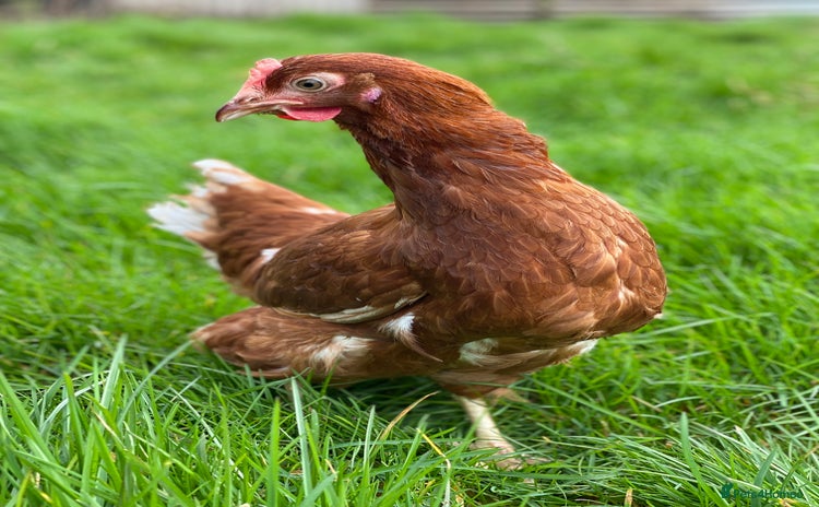 Chickens poultry in Nantwich - Advert 14