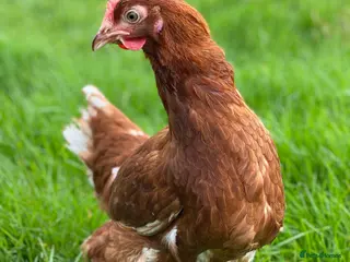 Chickens poultry Chickens- Mixed Breeds and POL Available! in Nantwich - Advert 3