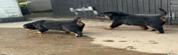 Rottweiler dogs for sale: Gorgeous Rottweiler puppies  - Advert 17