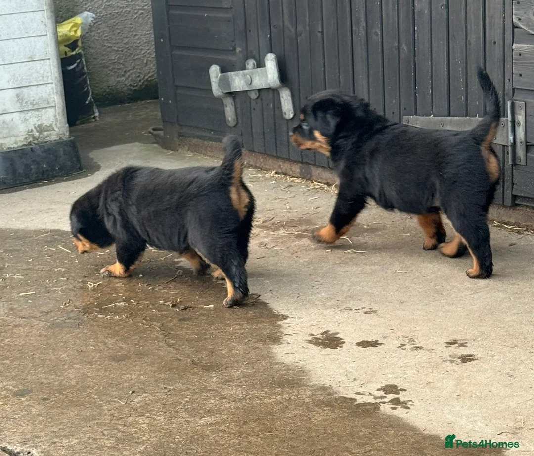 Rottweiler dogs for sale: Gorgeous Rottweiler puppies  - Advert 17