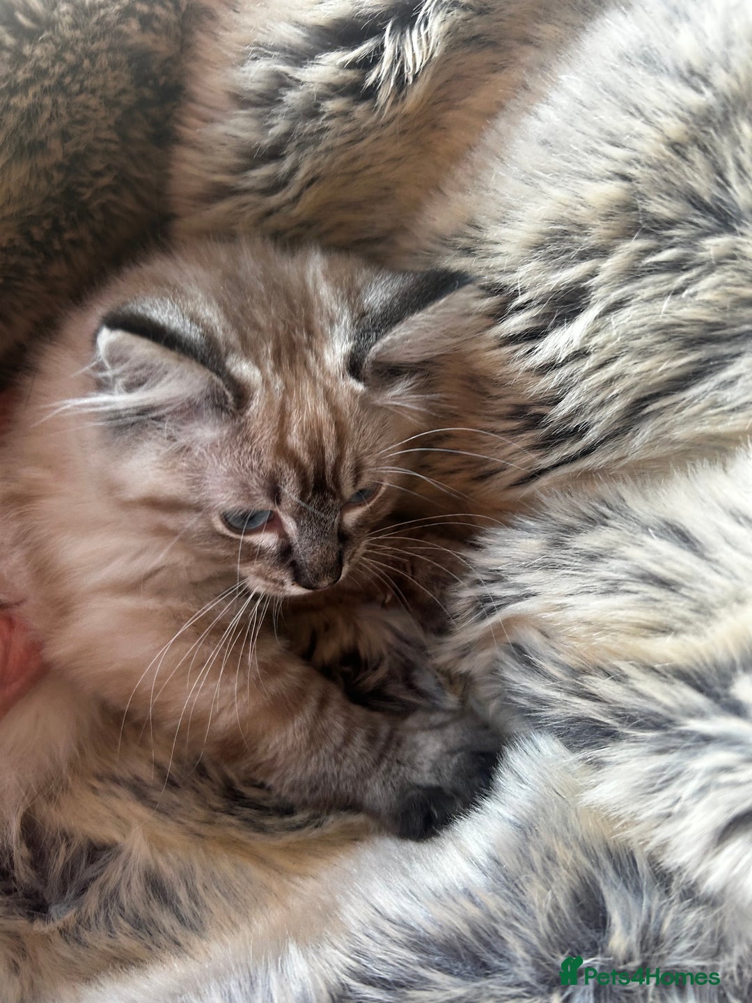 Ragdoll cats for sale: 5 STUNNING RAGDOLL KITTENS AVAILABLE NOW - Advert 13