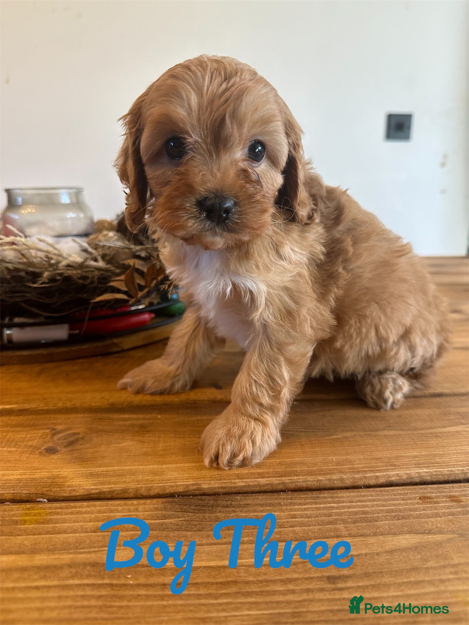 Cavapoo dogs ** DNA 🧬 CLEAR RED CAVAPOO PUPPIES ** - Advert 1
