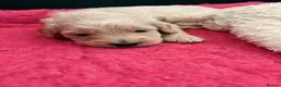 Goldendoodle dogs for sale: Australian Golden Doodle Puppies - READY NOW - Advert 31