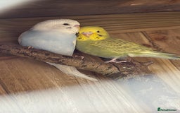 Budgerigars birds for sale: 10 week old budgies for sale.  - Image 8