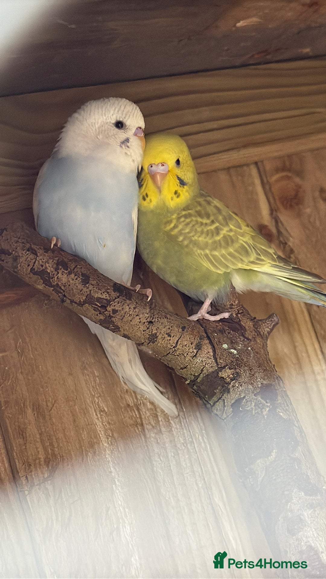 Budgerigars birds for sale: 10 week old budgies for sale.  - Image 8