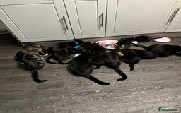 Mixed Breed cats for sale: Mixed breed kittens for sale - Image 14