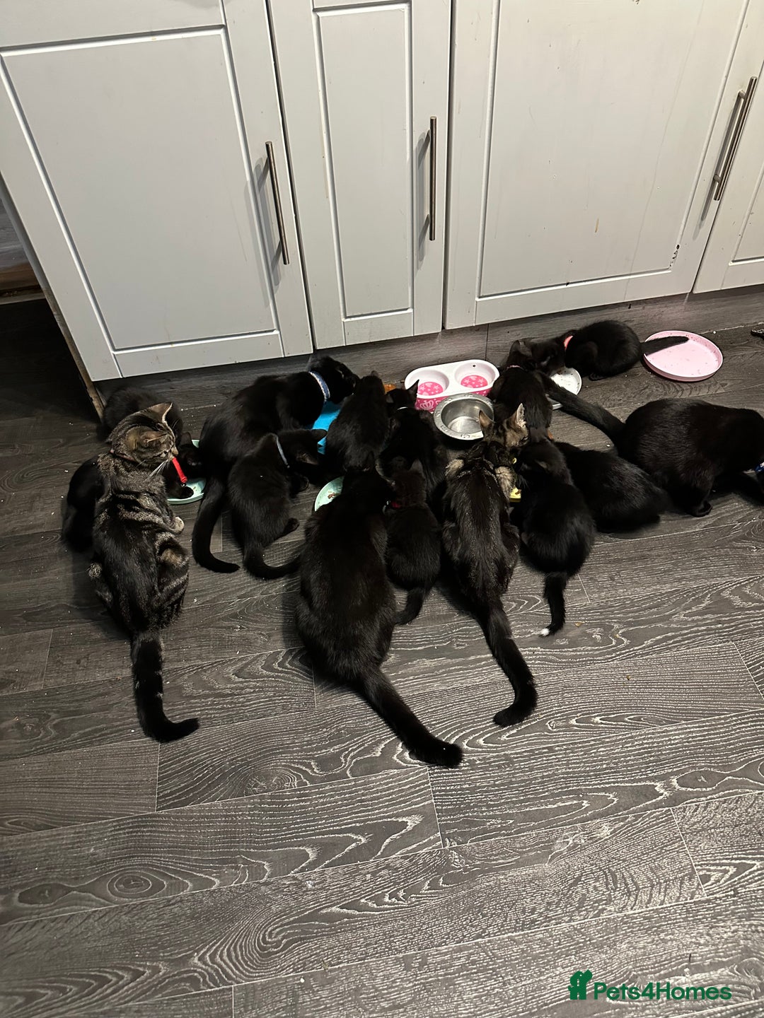 Mixed Breed cats for sale: Mixed breed kittens for sale - Image 14