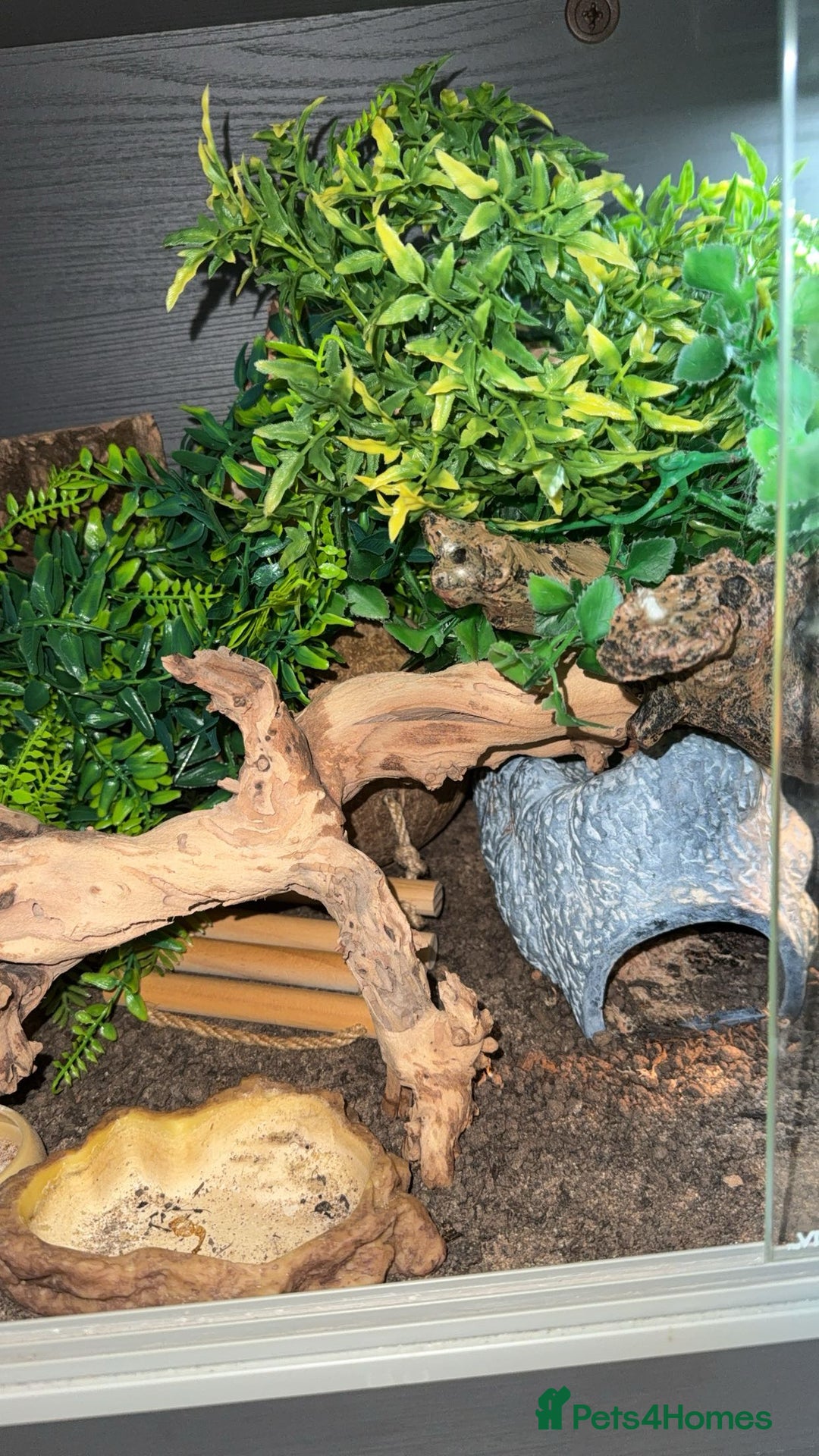 Leopard Gecko reptiles for sale: leopard gecko with setup - Image 5