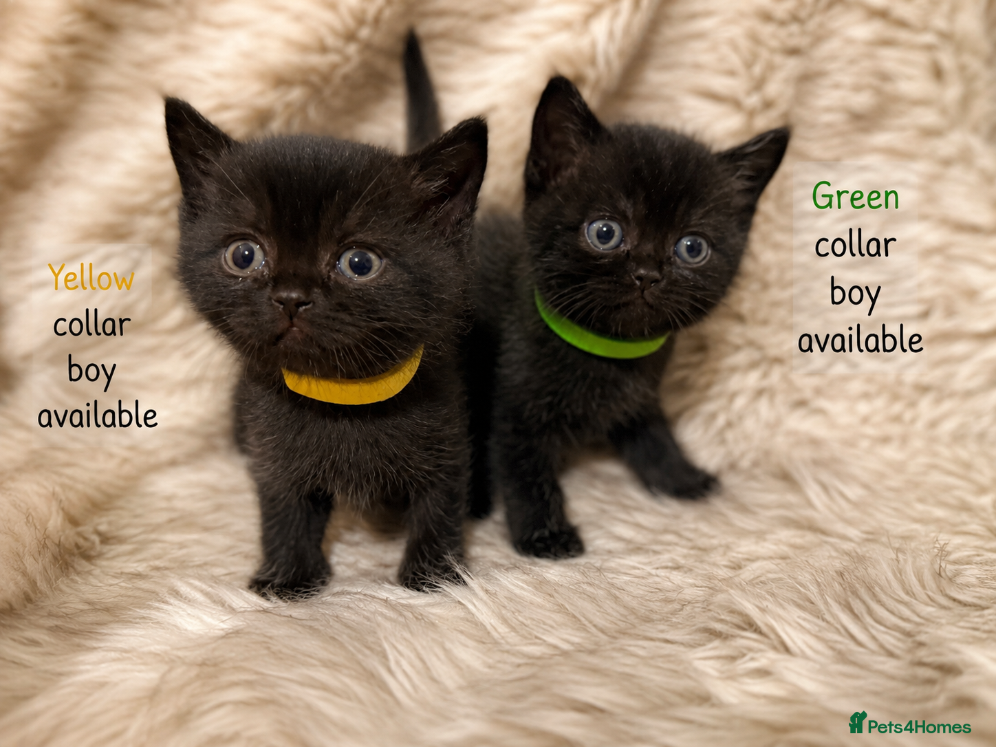 British Shorthair cats Supreme Champion Line British Shorthair Kittens - Advert 2
