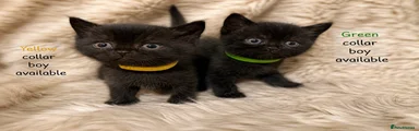 Green Collar Black Boy