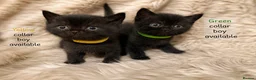 British Shorthair cats for sale: Supreme Champion Line British Shorthair Kittens - Advert 15