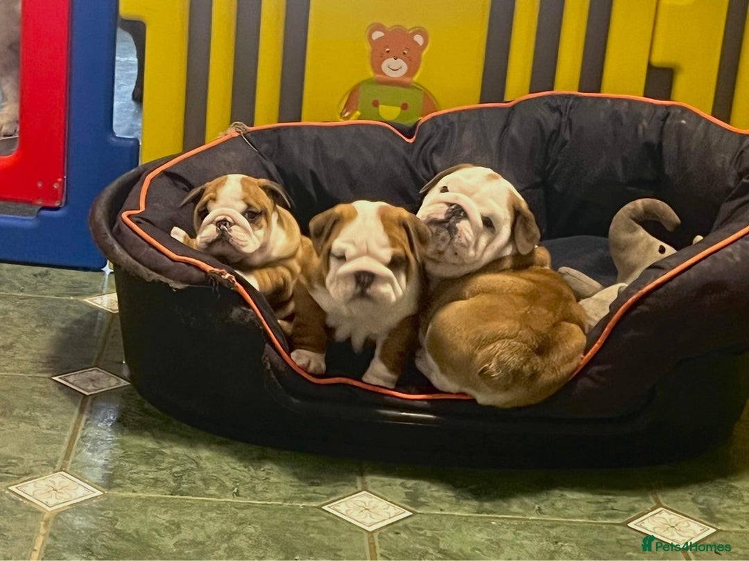 English Bulldog dogs for stud: Gold 🥇Health Tested KC registered Boy in Newport - Advert 10
