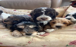 Cockapoo dogs for sale: F1 Cockapoo puppies  - Image 12