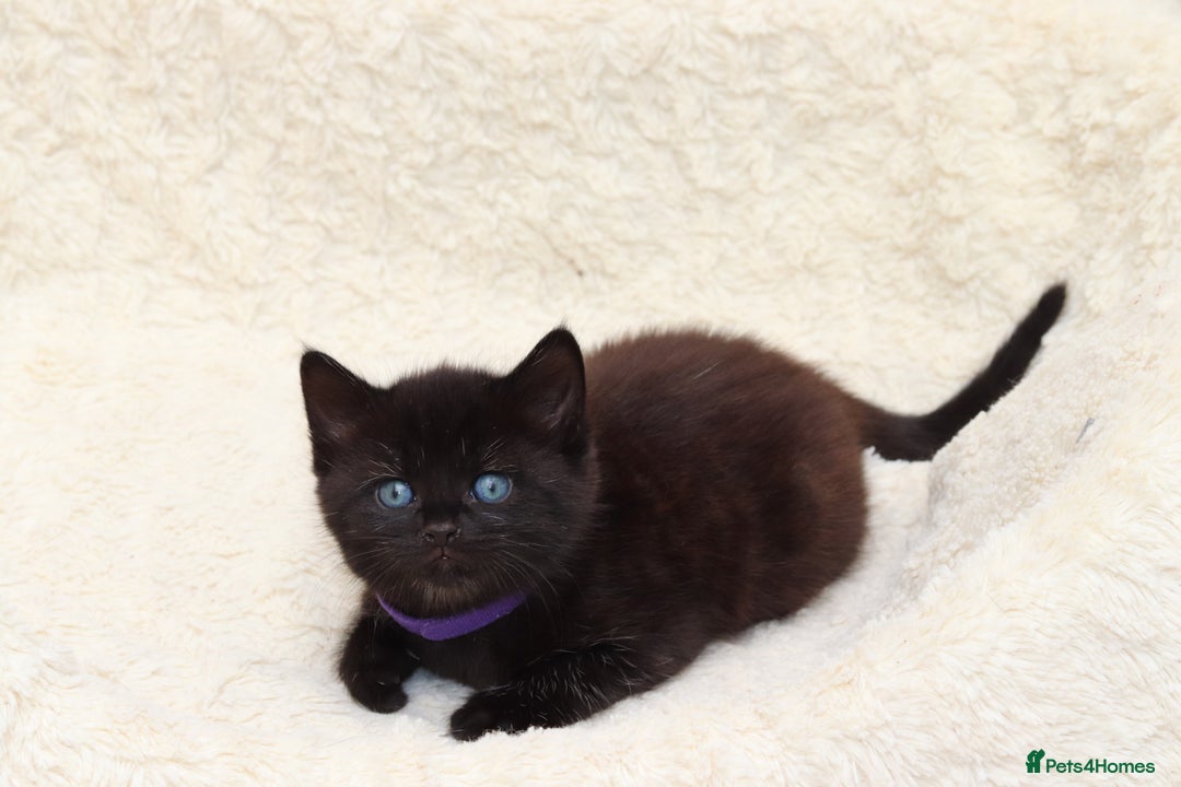 Mixed Breed cats for sale: Adorable Kittens Ready SOON - Image 23