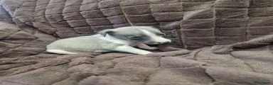 Whippet Puppy 3