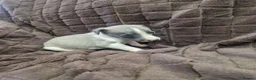 Whippet dogs for sale: Whippet pups  - Advert 9