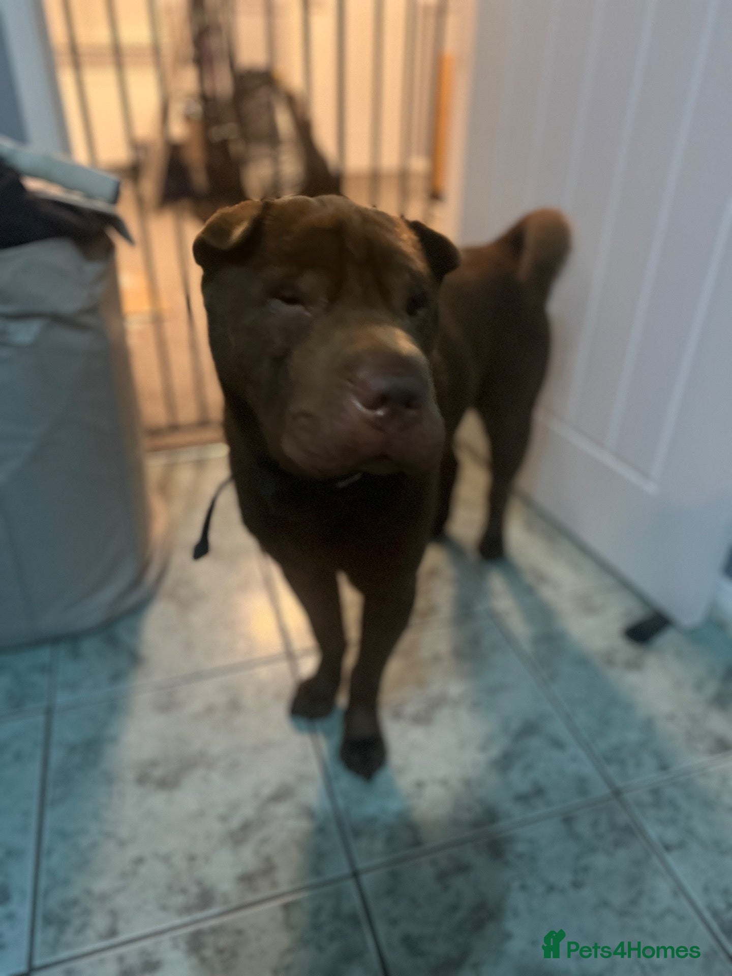 Shar Pei dogs for sale: Sharpei - Frank - Advert 3