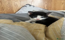 Mixed Breed cats for sale: Adorable 5-Week-Old Kittens Ready for Loving Home  - Image 15