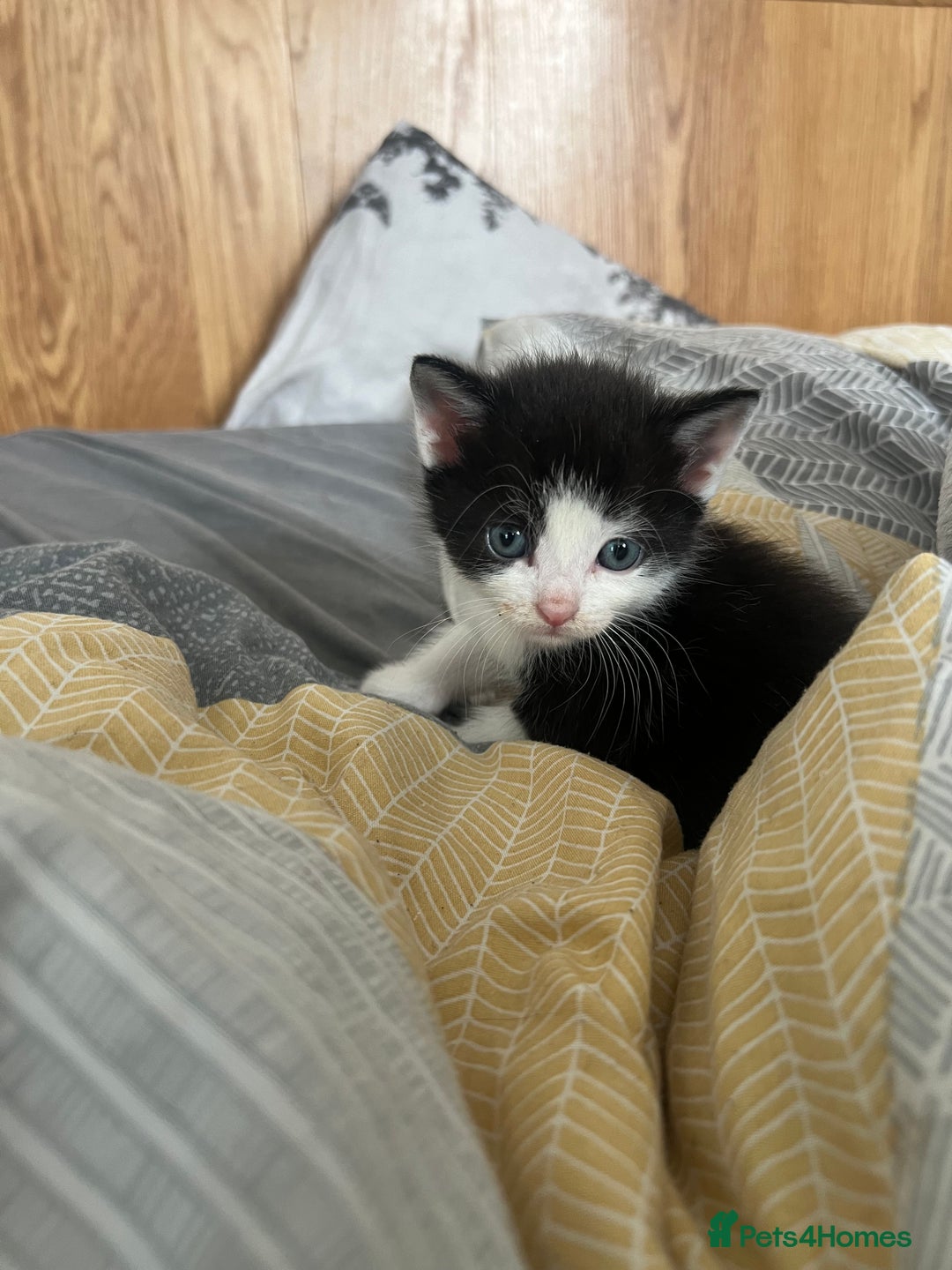 Mixed Breed cats for sale: Adorable 5-Week-Old Kittens Ready for Loving Home  - Image 15