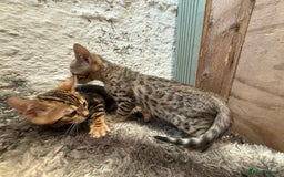 Bengal cats for sale: Bengal kittens ready now silver and marble boys - Image 10