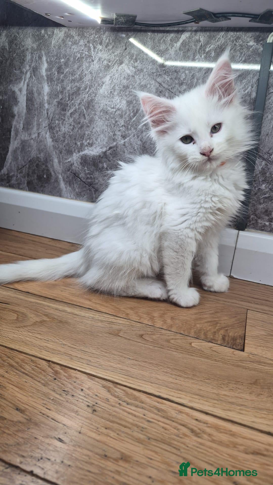 Maine Coon cats Beautiful white Maine coon kittens  - Advert 1