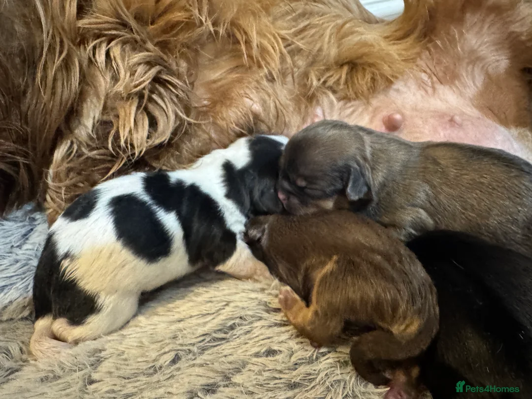 Shih Tzu dogs for sale: Imperial dobies 2 boys left LICENSED BREEDER  - Advert 5