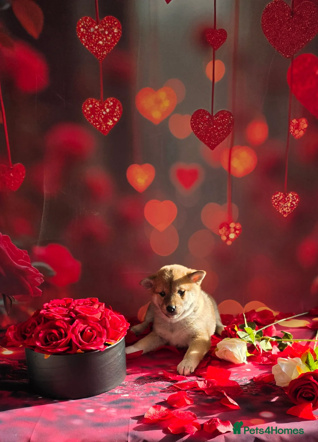 Japanese Shiba Inu dogs for sale: Outstanding Japanese Shiba Inu - Advert 31