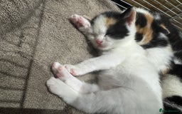 British Shorthair cats for sale: British Shorthair Kittens – Black & White & Beige - Image 7