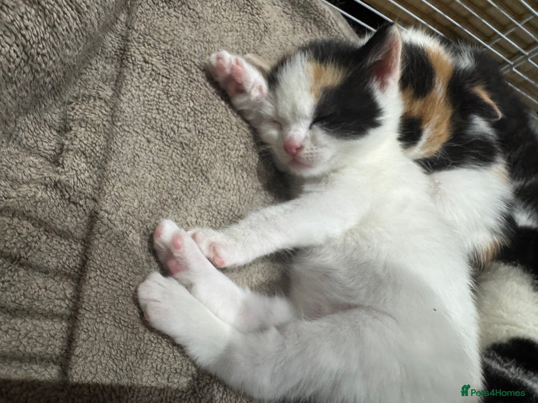 British Shorthair cats for sale: British Shorthair Kittens – Black & White & Beige - Image 7
