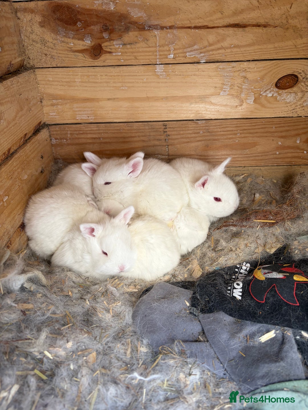 New Zealand rabbits for sale:   **"Rabbits for sale – New Zealand bread  - Advert 4