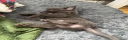 Chihuahua dogs for sale: Chihuahua  - Advert 4