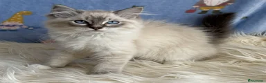 Ragdoll 2