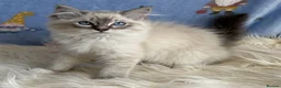 Ragdoll cats for sale: Beautiful TICA Registered Ragdoll Kittens - Advert 10