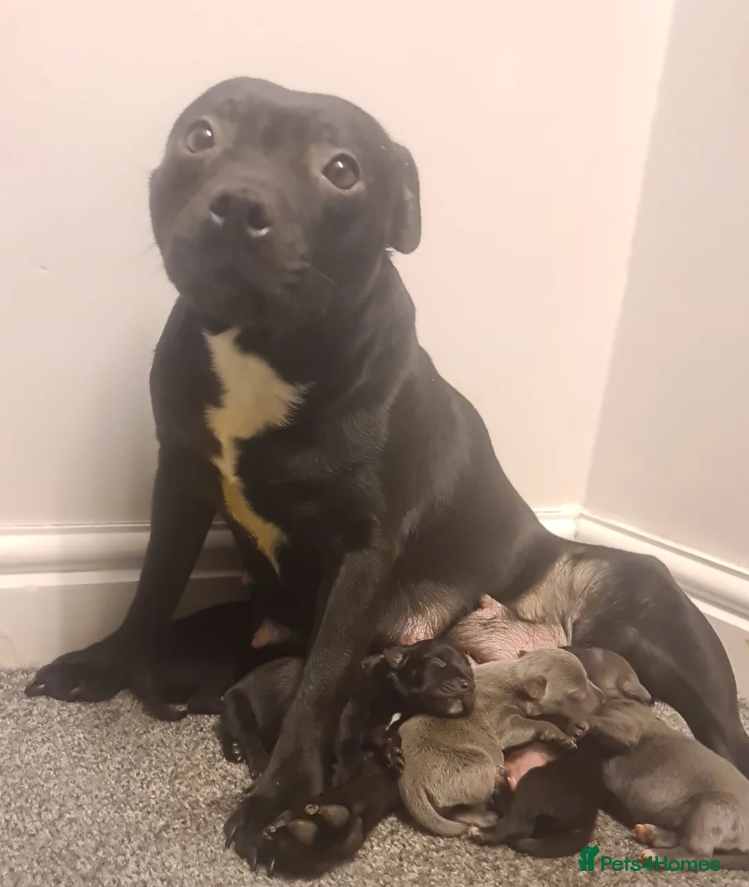 Staffordshire Bull Terrier dogs for sale: Adorable Black and blue kc staffy puppys  - Advert 13