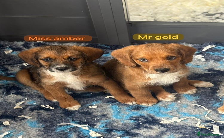 Saint Bernard dogs - Advert 1