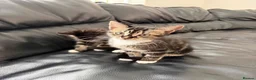 Mixed Breed cats for sale: 2 beautiful boys must be homed together  - Advert 8