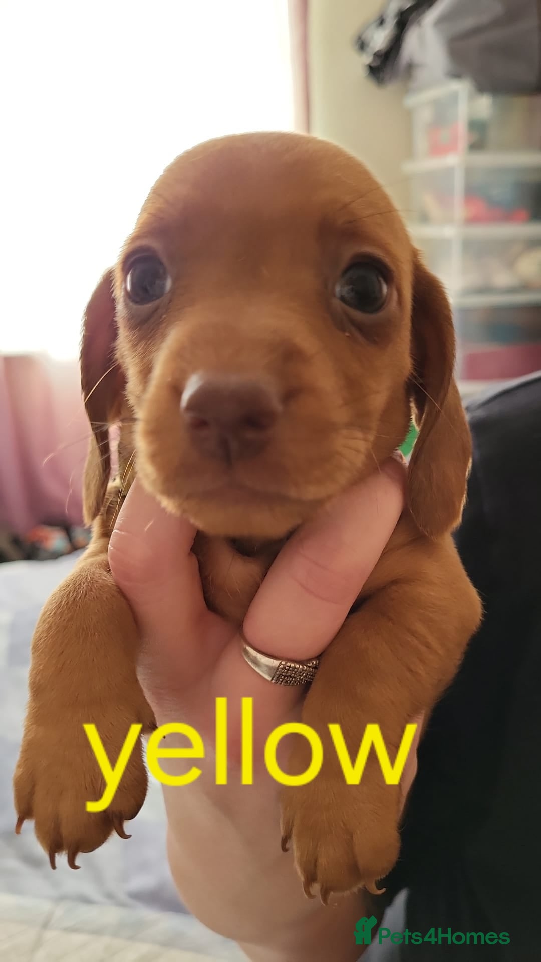 Dachshund dogs for sale: Smooth Haired Dachshund puppies - Advert 24