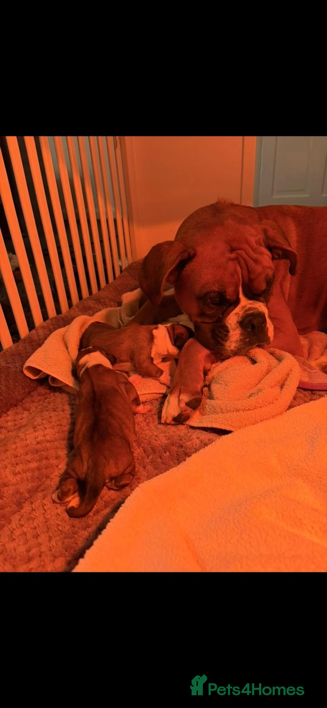 Boxer dogs for sale: Beautiful boxer puppies, 1 Male and 1 Girl -Tailed - Advert 2
