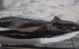 Mixed Breed cats for sale: Male  - Image 1