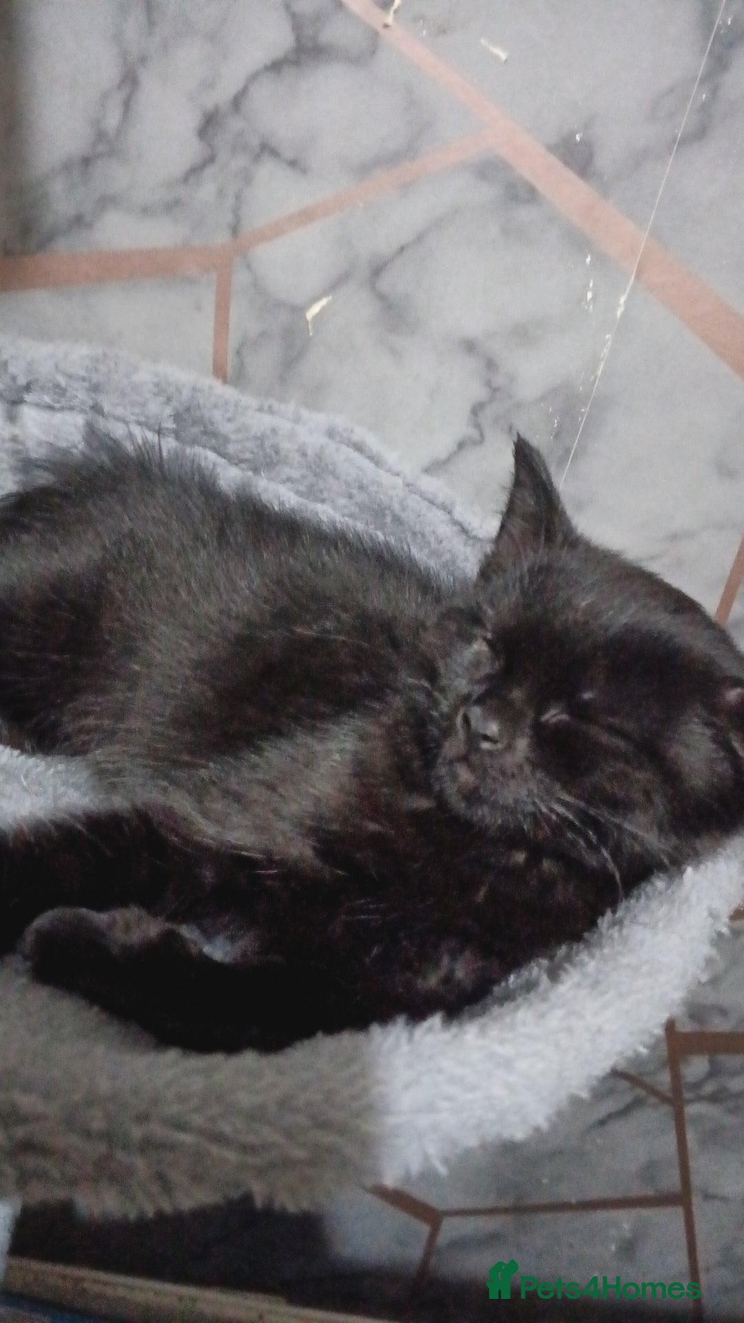 Mixed Breed cats for sale: Male  - Image 1