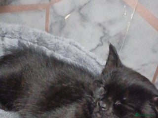 Mixed Breed cats - Advert 28