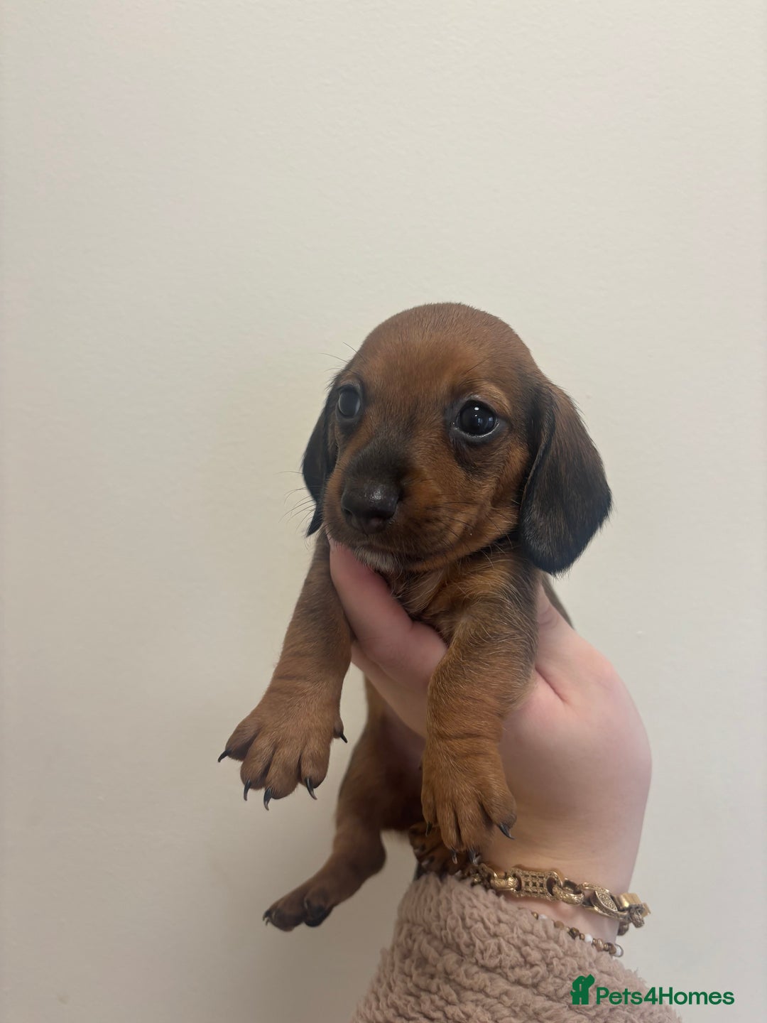 Miniature Dachshund dogs for sale: MINIATURE DACHSHUNDS - Advert 3