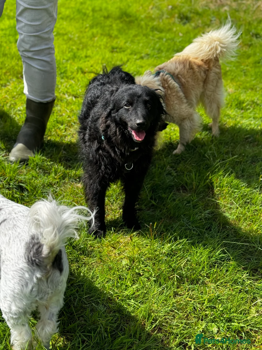 Mixed Breed dogs for adoption: Sweet Diana looking for a home in Salisbury - Advert 23