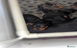Miniature Dachshund dogs for sale: Lovely Mini Daschunds Looking For A Forever Sofa - Image 14