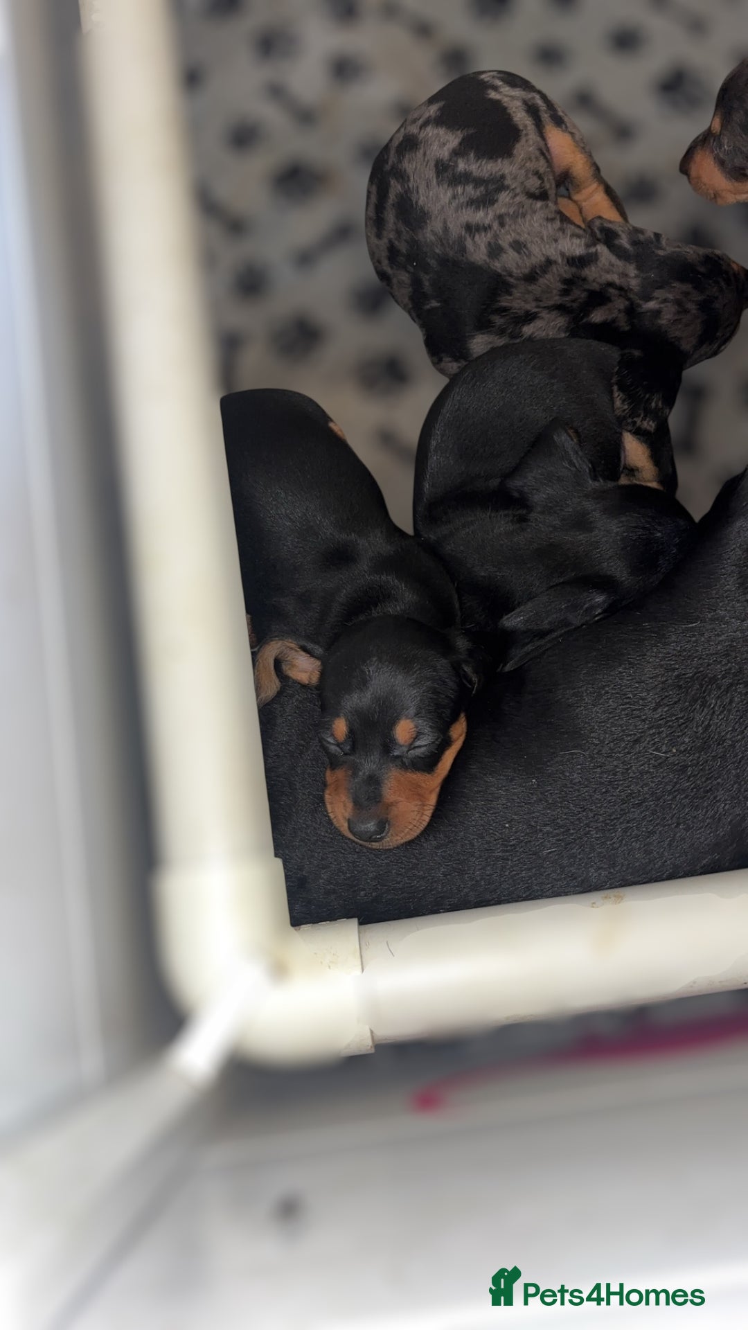Miniature Dachshund dogs for sale: Lovely Mini Daschunds Looking For A Forever Sofa - Image 14