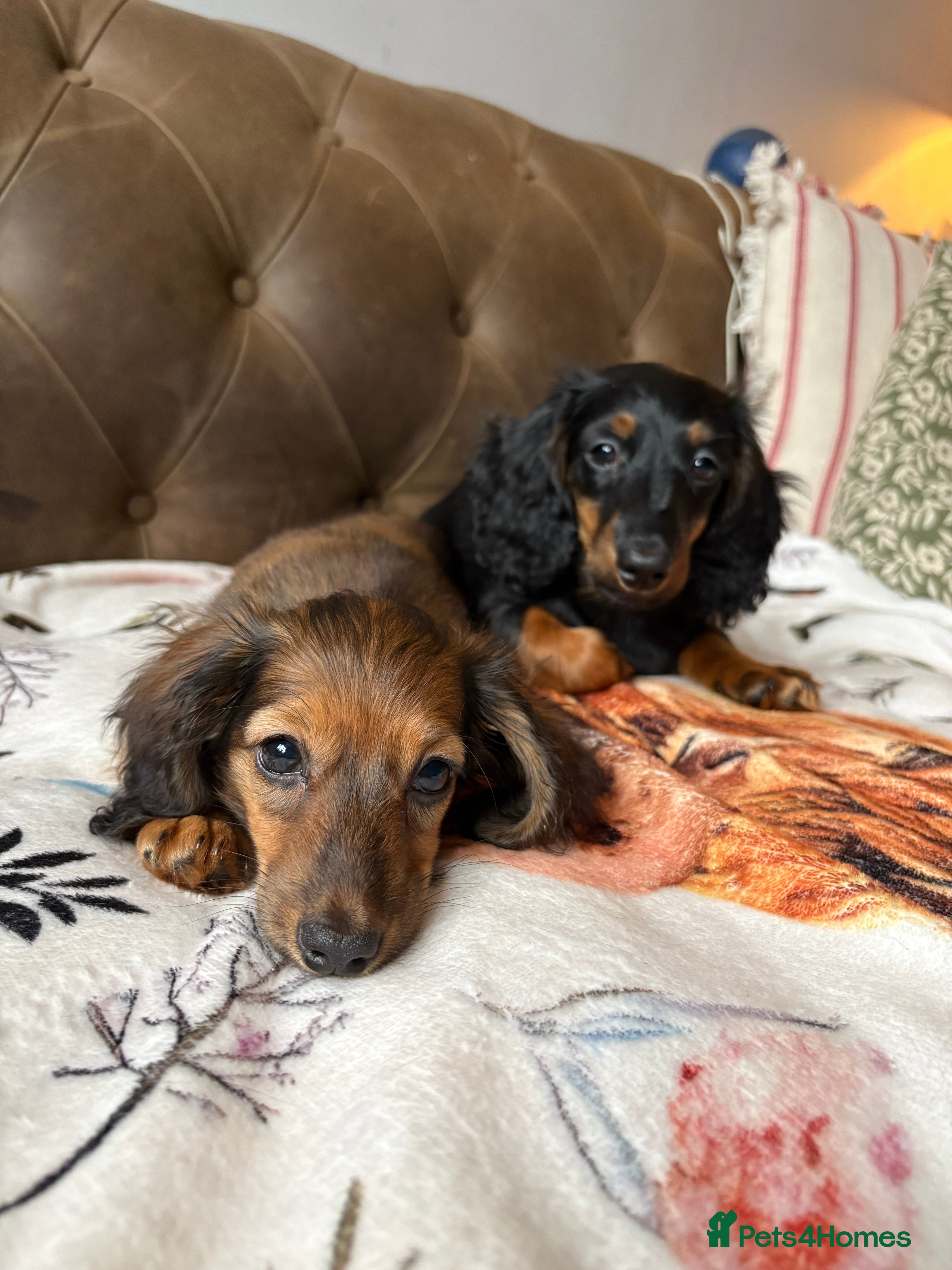 Miniature Dachshund dogs ⭐️KC Russian champ PRA clear long haired minis⭐️ - Advert 8