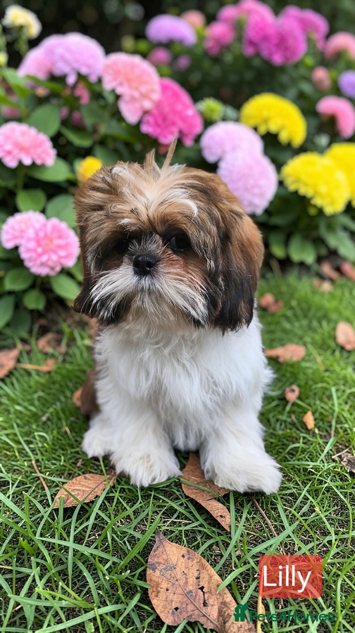 Shih Tzu dogs  💞 QUALITY STANDARD SHIH TZU 💕 - Advert 11