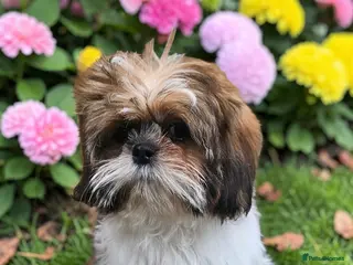 Shih Tzu dogs 💞 QUALITY STANDARD SHIH TZU 💕 - Advert 11