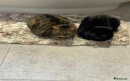 Domestic Shorthair cats for sale: Two gorgeous sisters ready for their forever home - Image 2